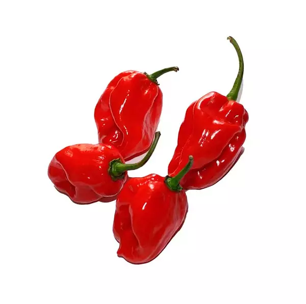 Chile Habanero