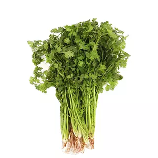 Cilantro