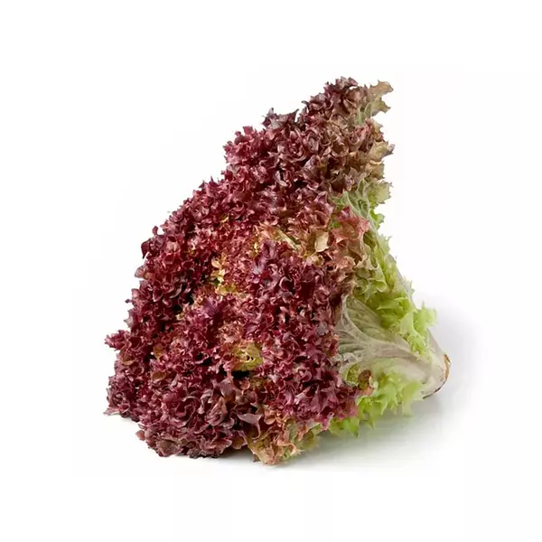 Lechuga Crespa Morada