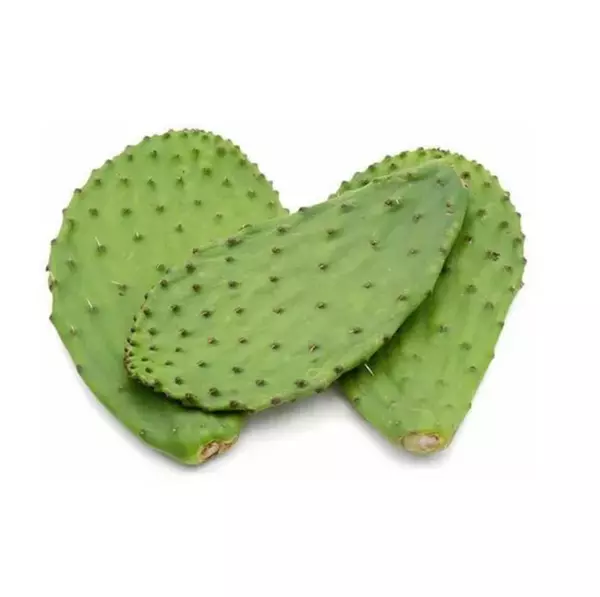 Nopal