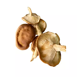 Shiitake