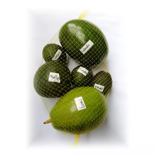 Aguacates Malla X 6und