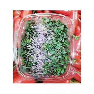 Brotes De Repollo Morado