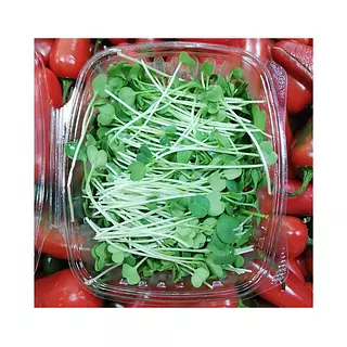 Brotes De Rabano Verde