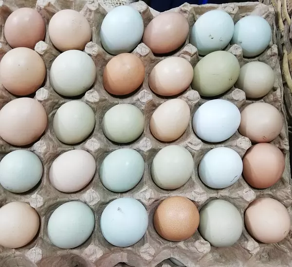 Huevos De Colores