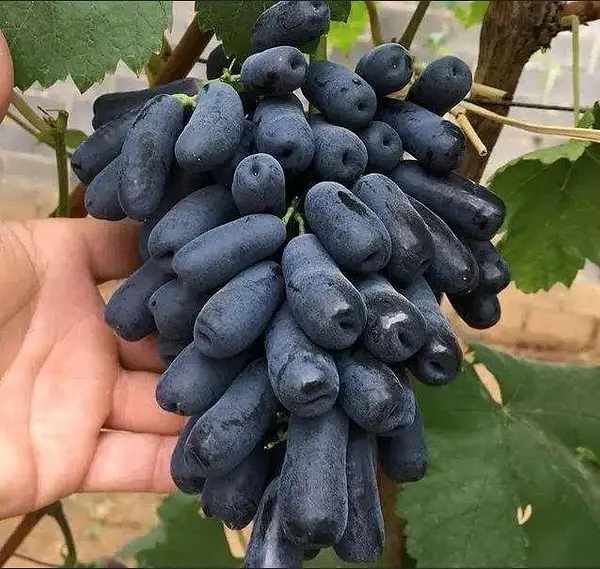 Uva Zafiro Sin Semilla